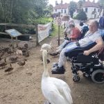Feeding the Swans and Ducks